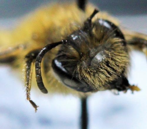 Andrena sp.